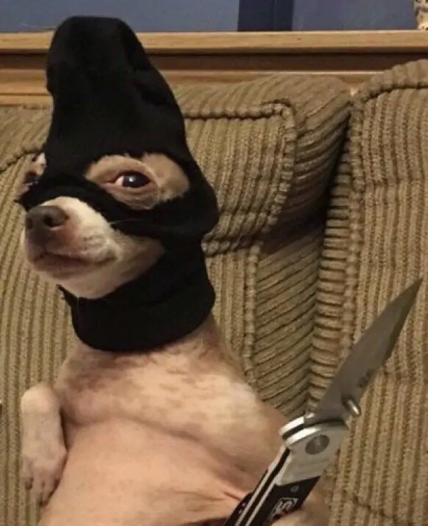 funny dog pfp
