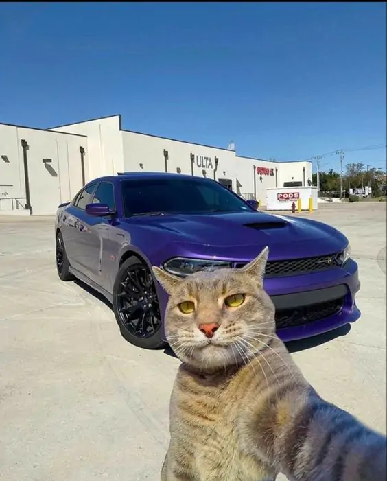 cute cat profile picture