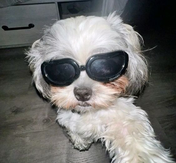 funny dog profile picture for tiktok