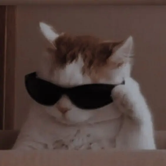 Adorable cat profile pictures