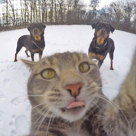 copycat taking selfie