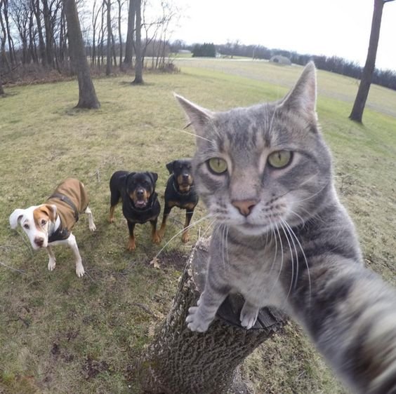 This Cat Has The Best Selfie Game You'll Ever See