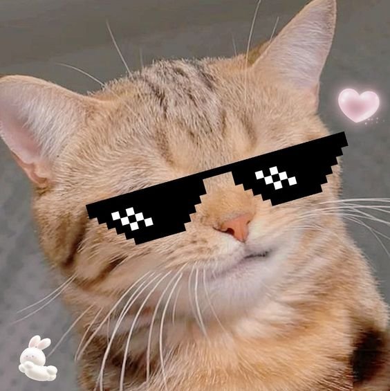 funny cat pfp 