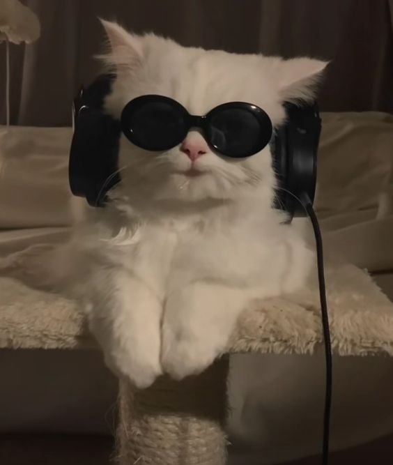 cute cat profile picture