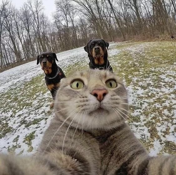 Photobombing sefie of cat with dogs