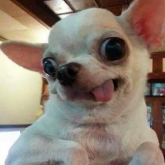 funny dog profile picture