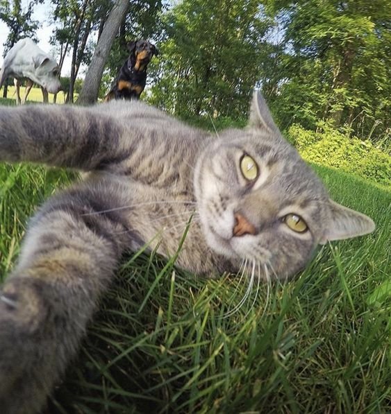 copycat taking selfie